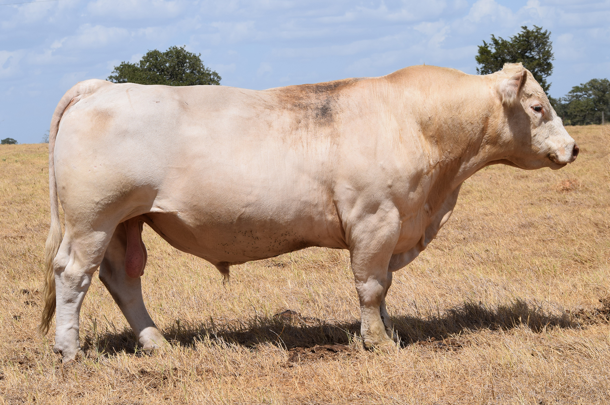 Herd Sire: MA BELLS & WHISTLES 138